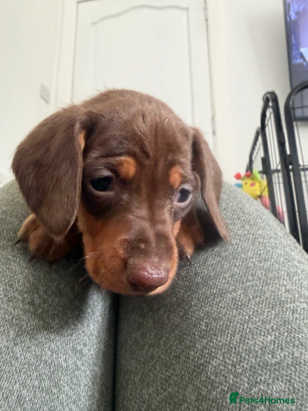 Dachshund dogs for sale: Standard Dachshunds Glasgow - Advert 1