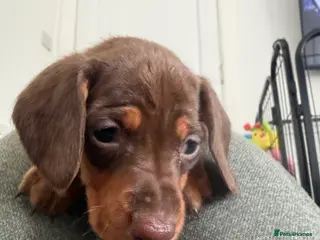 Dachshund dogs Standard Dachshunds Glasgow - Advert 2