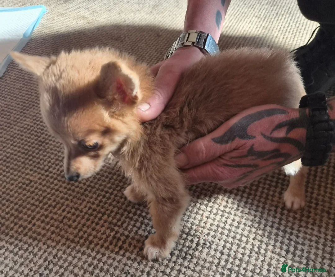 Chihuahua dogs for sale: Chihuahua Puppy  in Rochester - Advert 2