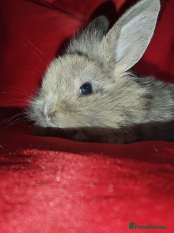 Dwarf Lop rabbits - Advert 17