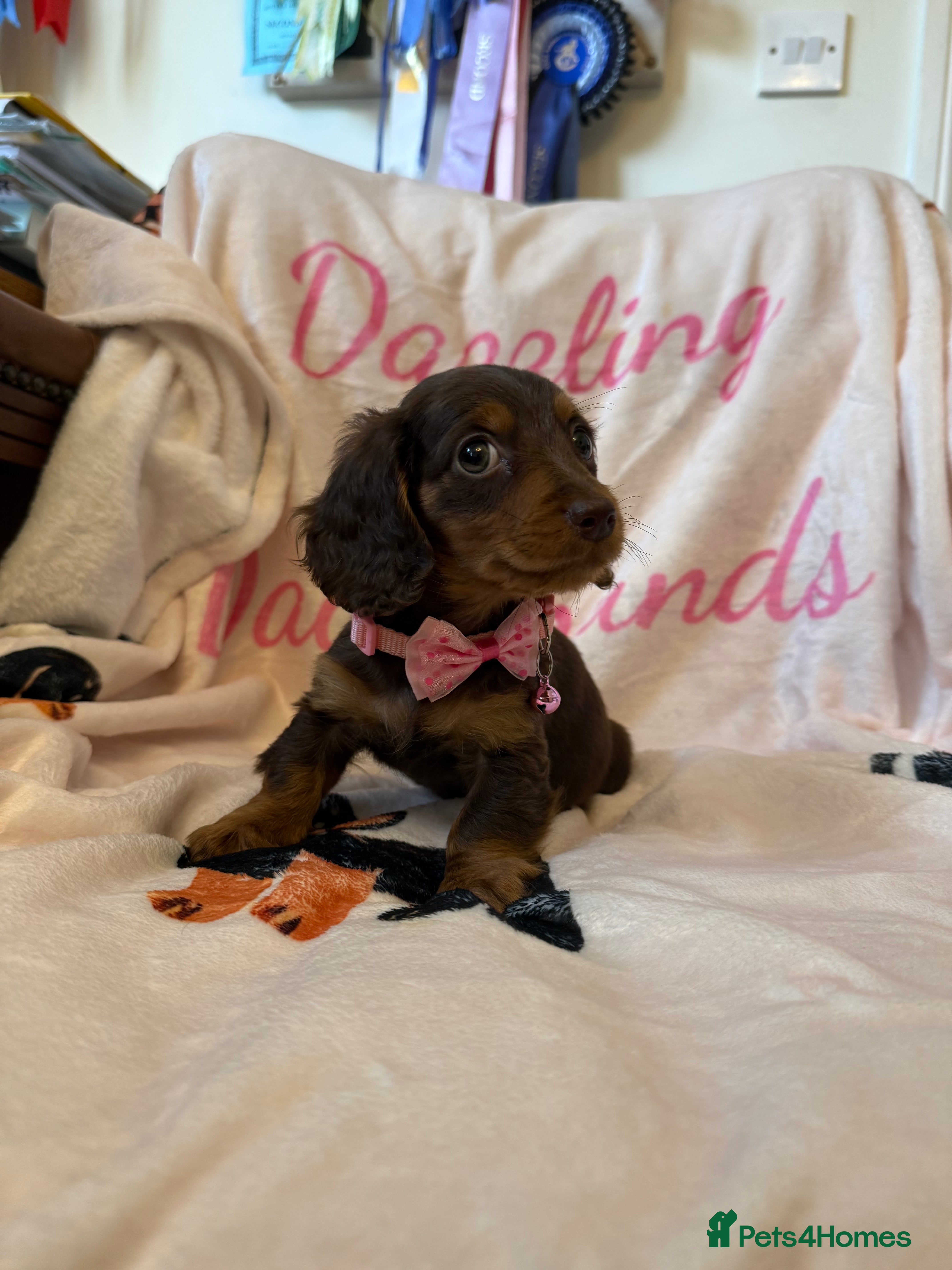 Miniature Dachshund dogs Stunning Longcoats 5 Star Reviews 5 Star Licensed - Advert 18