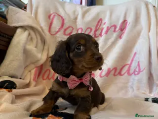 Miniature Dachshund dogs Stunning Longcoats 5 Star Reviews 5 Star Licensed - Advert 18
