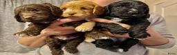 Cockapoo dogs for sale: A litter of beautiful cockapoos in Manchester - Advert 15