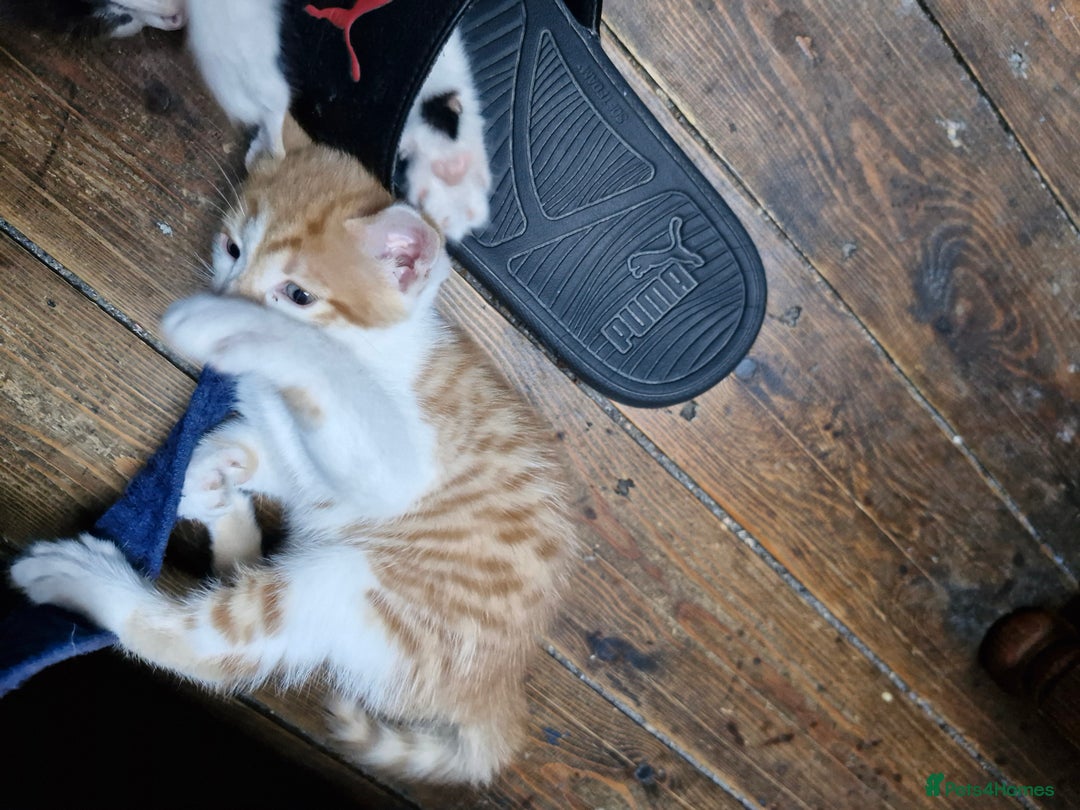 Mixed Breed cats for sale: Kittens  - Image 7