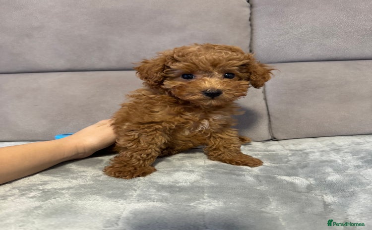Toy Poodle dogs Red Toy Poodle Puppies – Kennel Club Registered - Advert 2