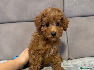 Toy Poodle dogs Red Toy Poodle Puppies – Kennel Club Registered - Advert 1