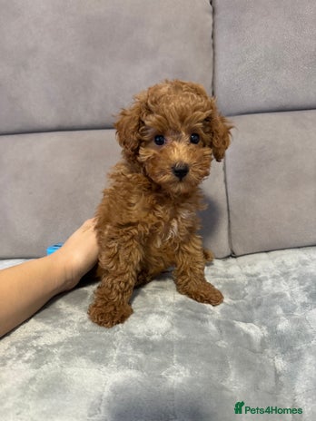 Toy Poodle dogs Red Toy Poodle Puppies – Kennel Club Registered - Advert 3