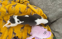 Whippet dogs for sale: Beautiful whippet puppies ready soon - Image 11