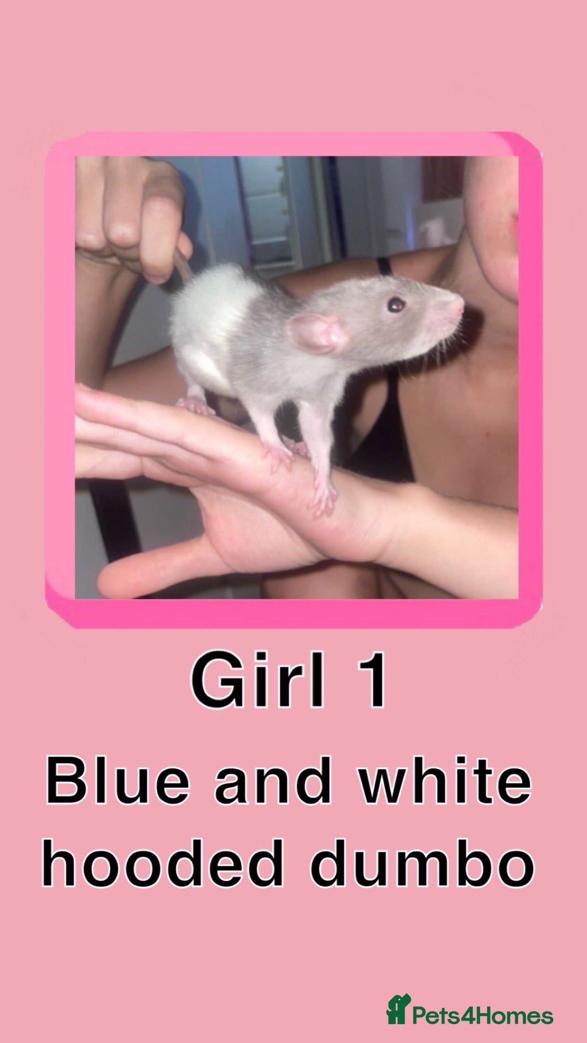 Rat rodents Beautiful baby rat’s available now! - Advert 23