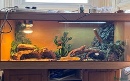 Bearded Dragon reptiles for sale: Bearded Dragon with full set up  - Image 3