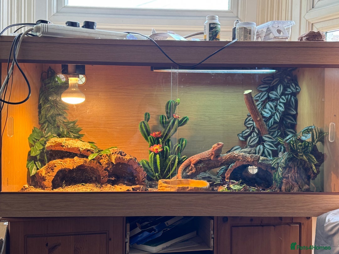 Bearded Dragon reptiles for sale: Bearded Dragon with full set up  - Image 3