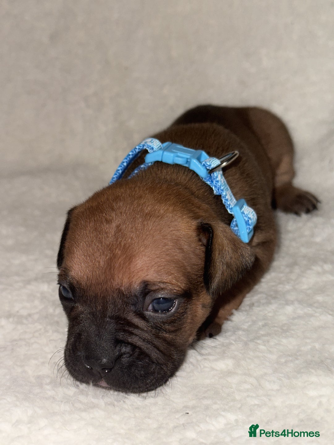 Mixed Breed dogs for sale: Fraffy puppies (staffy x french bulldog) - Advert 8