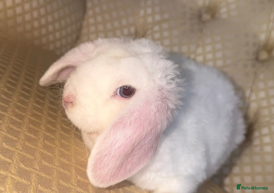 Mini Lop rabbits  Beautiful Mini plush lop buck available!  - Advert 15