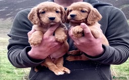 Cocker Spaniel dogs for sale: Cocker Spaniel Puppies  - Image 3