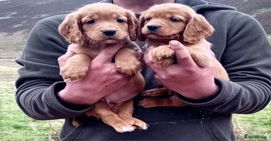 Cocker Spaniel dogs - Advert 8