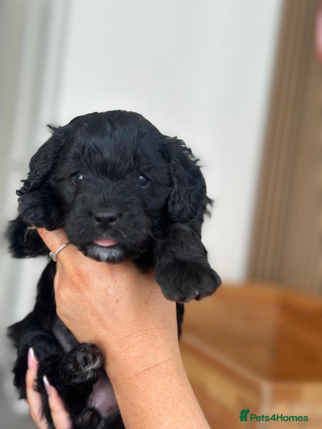 Cavapoo dogs for sale: BEAUTIFUL Toy Cavapoos! - Image 25