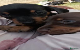 Dachshund dogs for sale: Dachshund puppies ready to leave  - Image 2