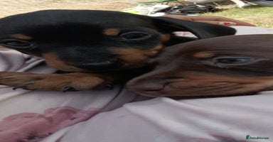 Dachshund dogs - Advert 7