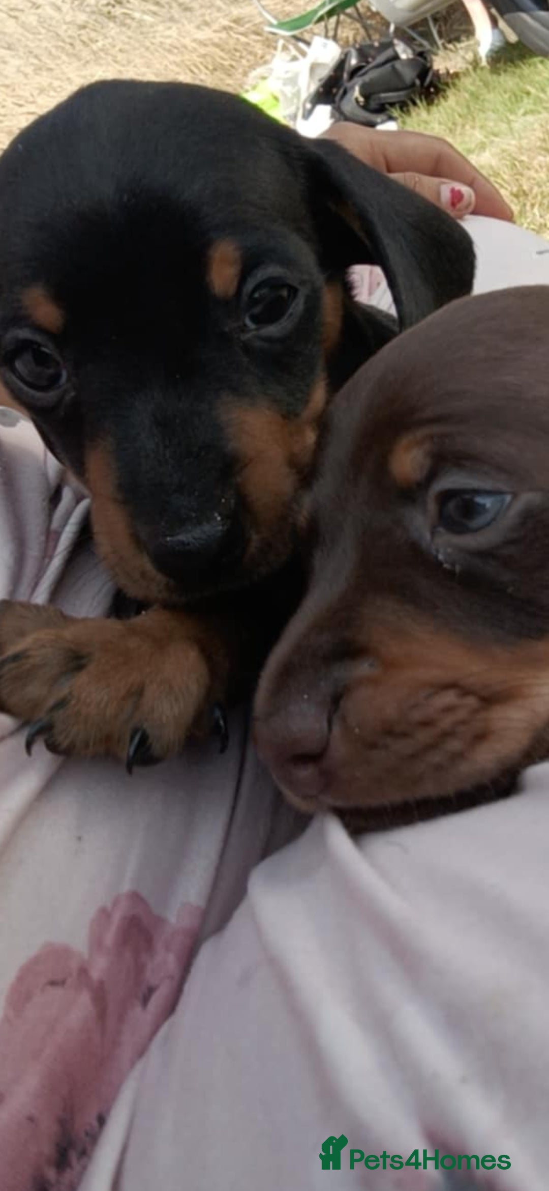 Dachshund dogs for sale: Dachshund puppies ready to leave  - Image 2