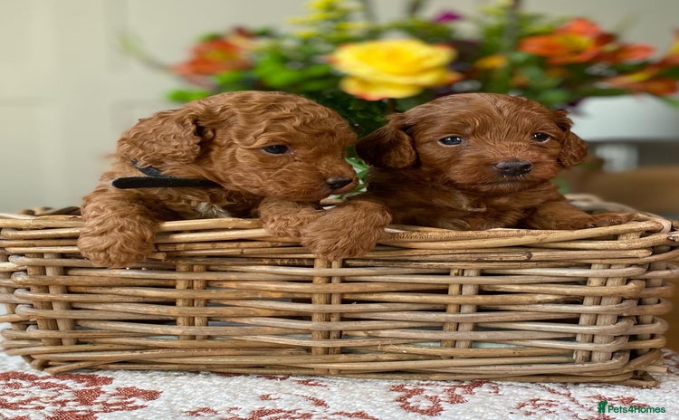 Cockapoo dogs - Advert 10