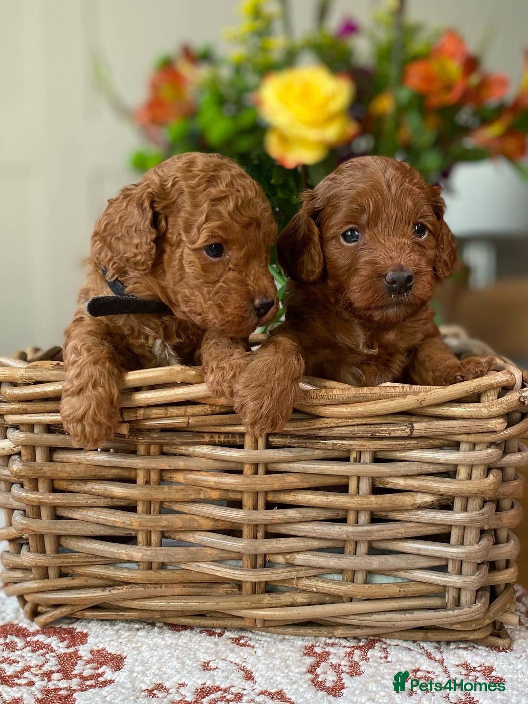 Cockapoo dogs for sale: Stunning F1b Red Cockapoos 🐾 - Image 1