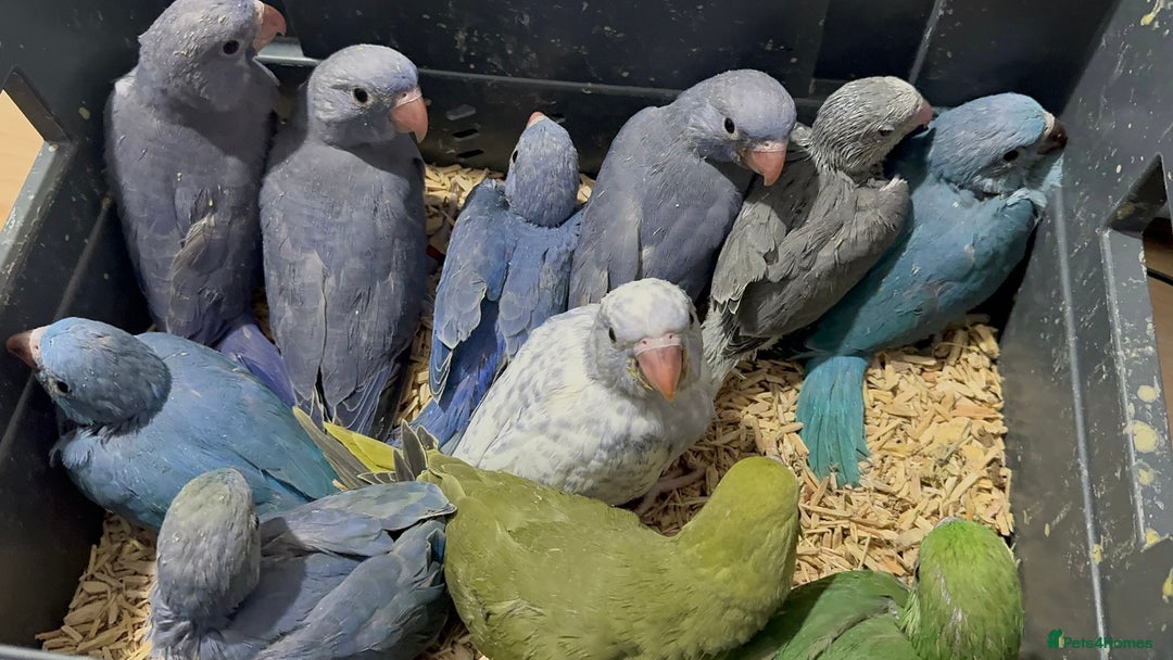 Ringnecks birds for sale: HAND REARED INDIAN RING NECK - Advert 4