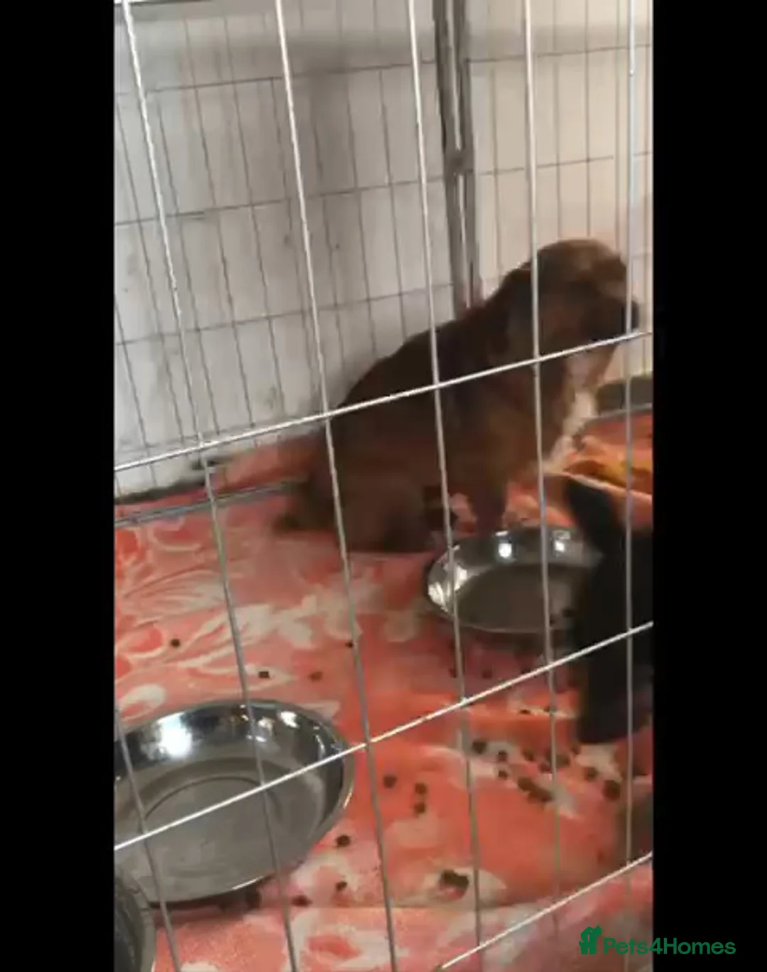 Mixed Breed dogs for adoption: Canela, 5-6 yrs old. Available for adoption. - Advert 9