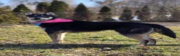 Mixed Breed dogs for adoption: ❤️🐶 CHLOE – THE DOG FOSTERS FALL IN LOVE WITH in Burton-on-Trent - Advert 20