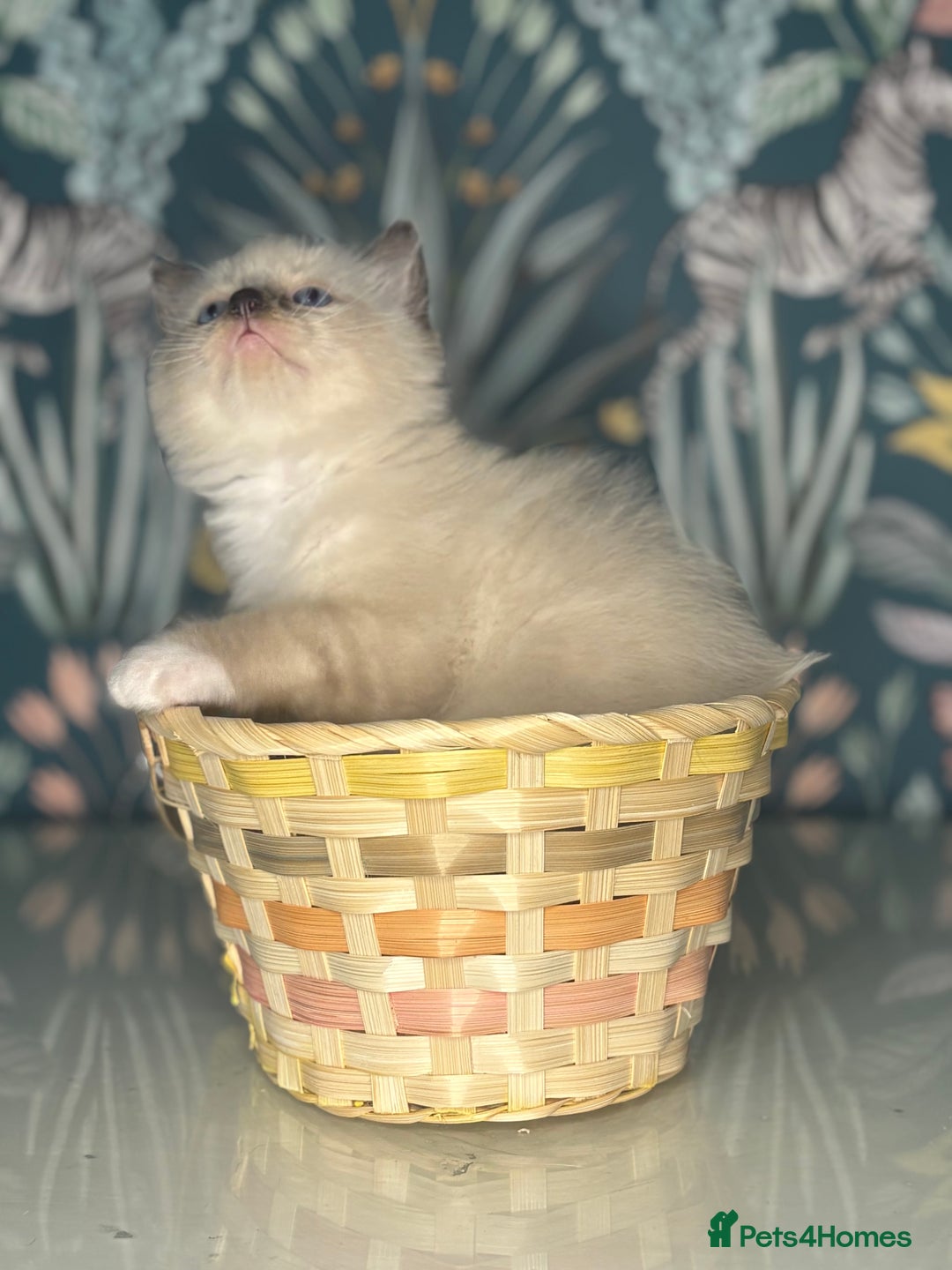 Ragdoll cats for sale: 🐱 💖 Stunning Ragdoll Kittens 💖 🐱  - Image 8