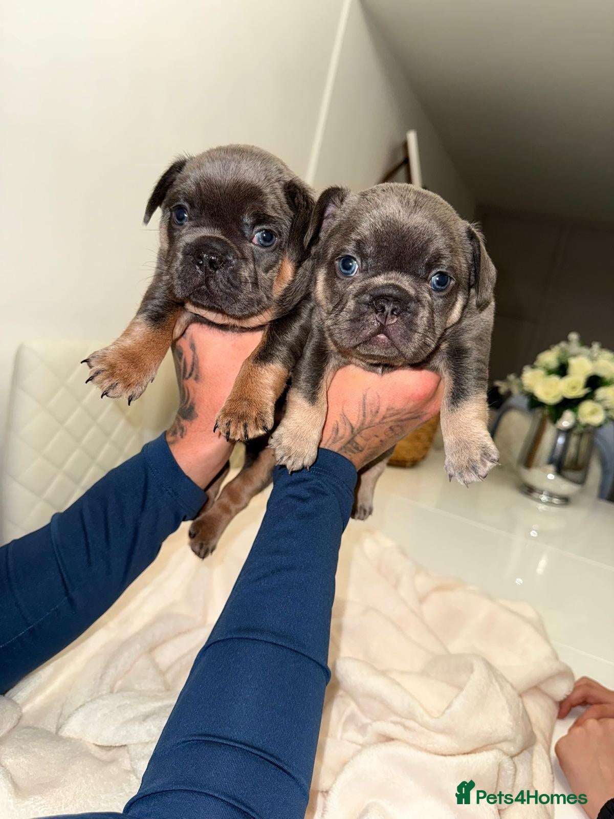 French Bulldog dogs French bulldog puppies ready for a loving new home - Advert 1