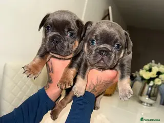 French Bulldog dogs French bulldog puppies ready for a loving new home - Advert 1