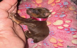 Dobermann dogs for sale: Doberman Puppies For Sale  - Image 8