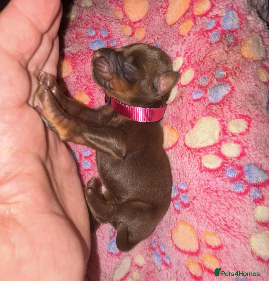 Dobermann dogs for sale: Doberman Puppies For Sale  - Image 8
