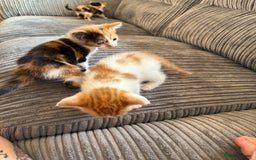 British Shorthair cats for sale: Calico kittens - Image 3