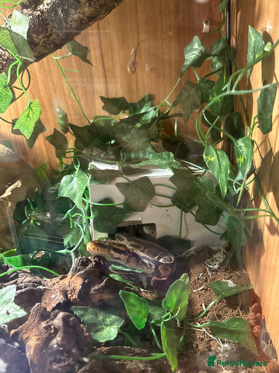 Python Snake reptiles for sale: Ball python  - Advert 1