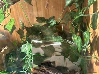 Python Snake reptiles Ball python - Advert 2