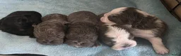 French Bulldog dogs for sale: Beautiful C2 Carrying Fluffy Frenchies - Advert 9