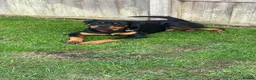 Rottweiler dogs for sale: 9 month Rottweiler  in Bognor Regis - Advert 3