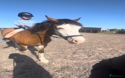 Welsh Section C horses for sale: godebog ulrika 14.2 - Image 4