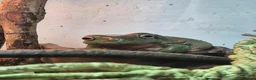 Frog reptiles for sale: Male and Female Whites tree frogs with terrarium - Advert 2
