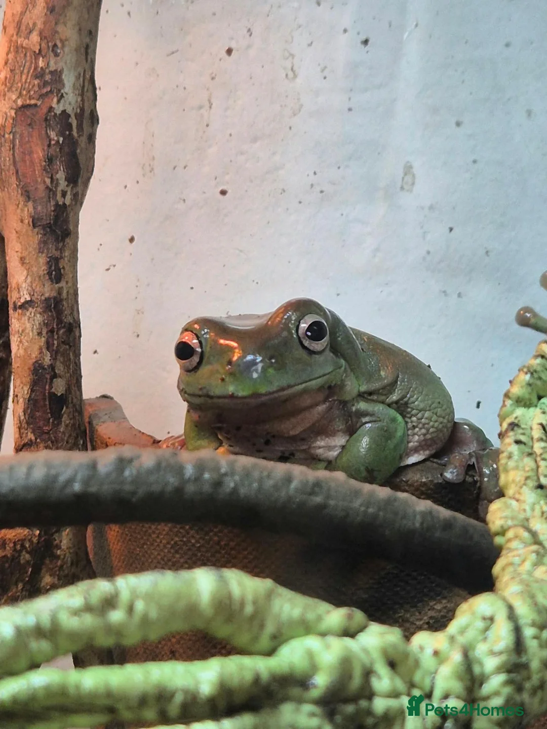 Frog reptiles for sale: Male and Female Whites tree frogs with terrarium - Advert 2