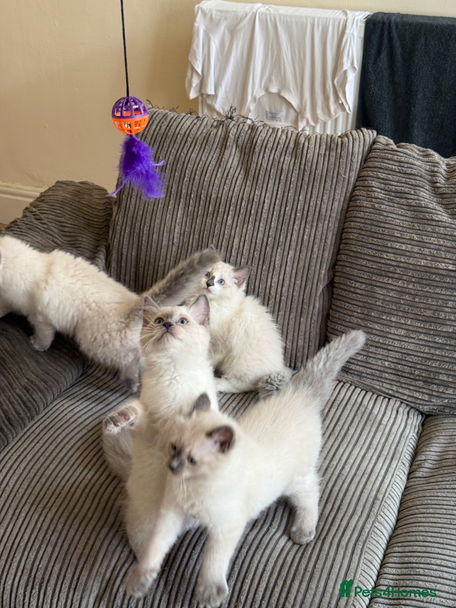 Ragdoll cats Ragdolls kittens ready to leave‼️ - Advert 7