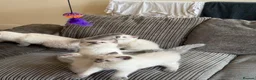 Ragdoll cats for sale: Ragdolls kittens ready to leave‼️ - Advert 1