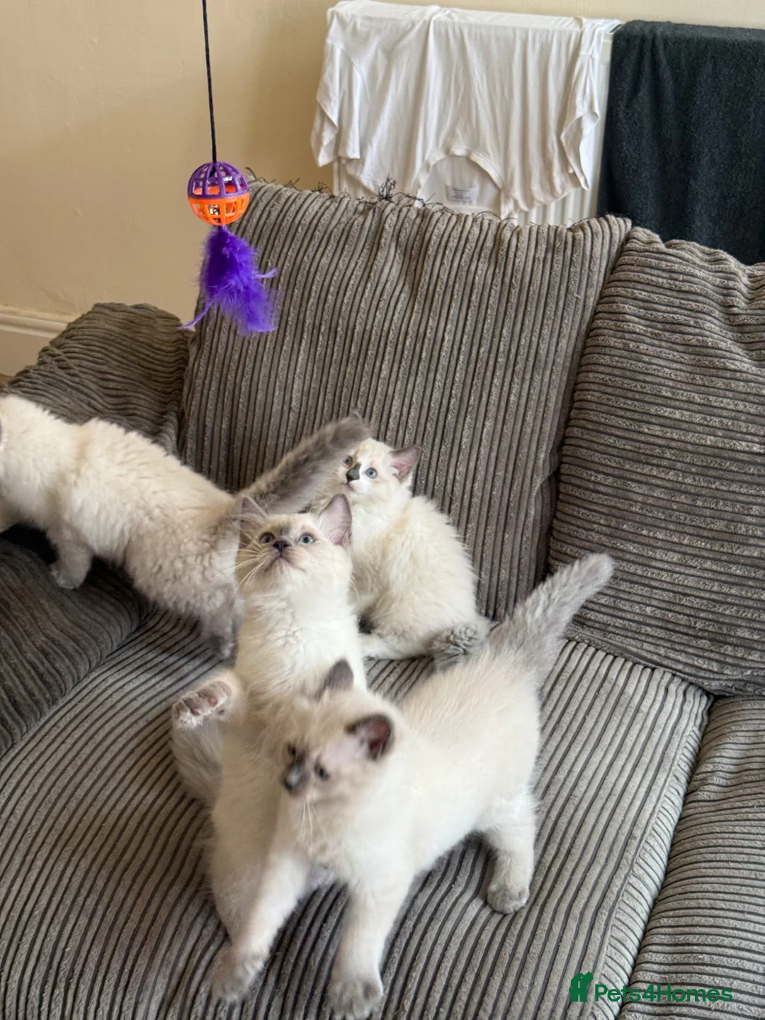 Ragdoll cats for sale: Ragdolls kittens ready to leave‼️ - Advert 1