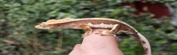 Gecko reptiles for sale: Crested geckos  - Advert 5