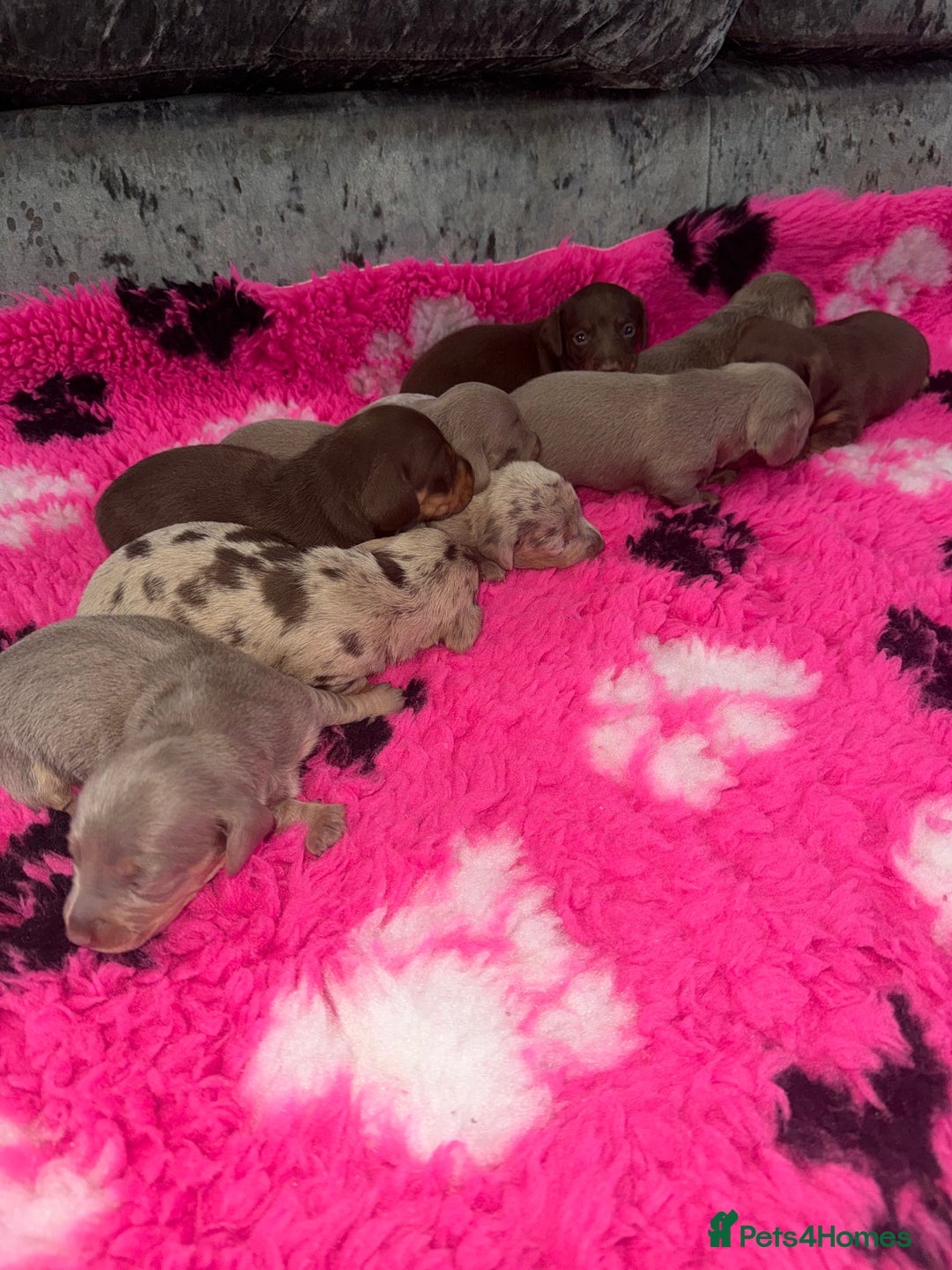 Miniature Dachshund dogs for sale: Outstanding True To Type Miniature Dachshunds - Advert 6