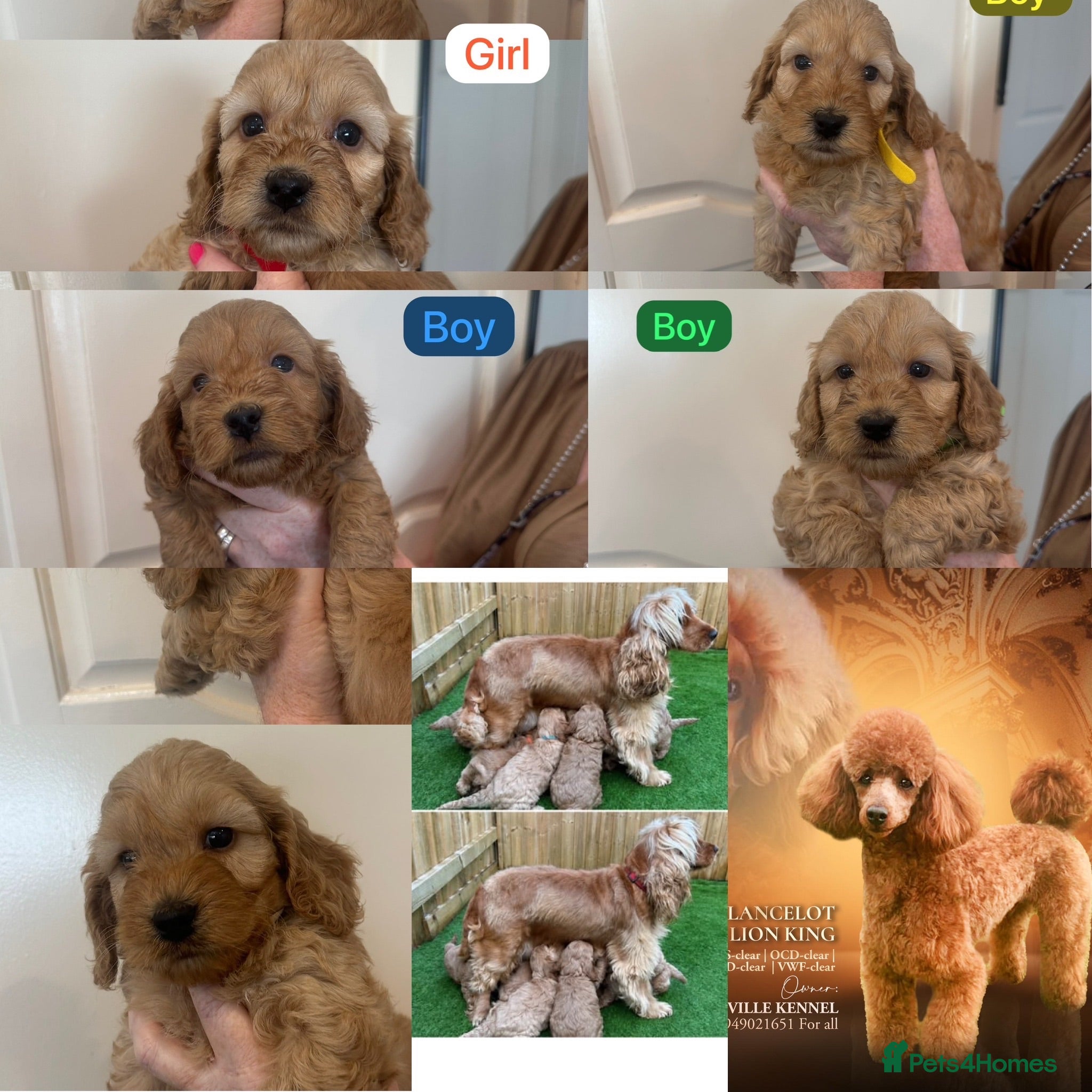 Cockapoo dogs F1 Cockapoo Puppy’s  - Advert 1