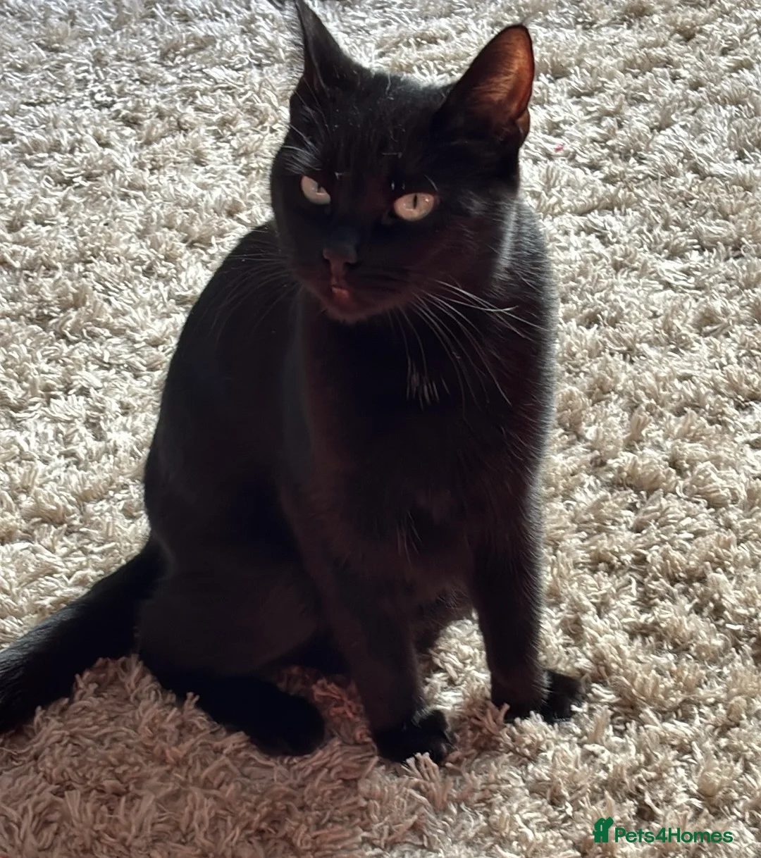 Domestic Shorthair cats for sale: 2 Domestic LONGHAIR kittens  - Advert 1