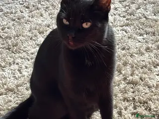 Domestic Shorthair cats 2 Domestic LONGHAIR kittens - Advert 1