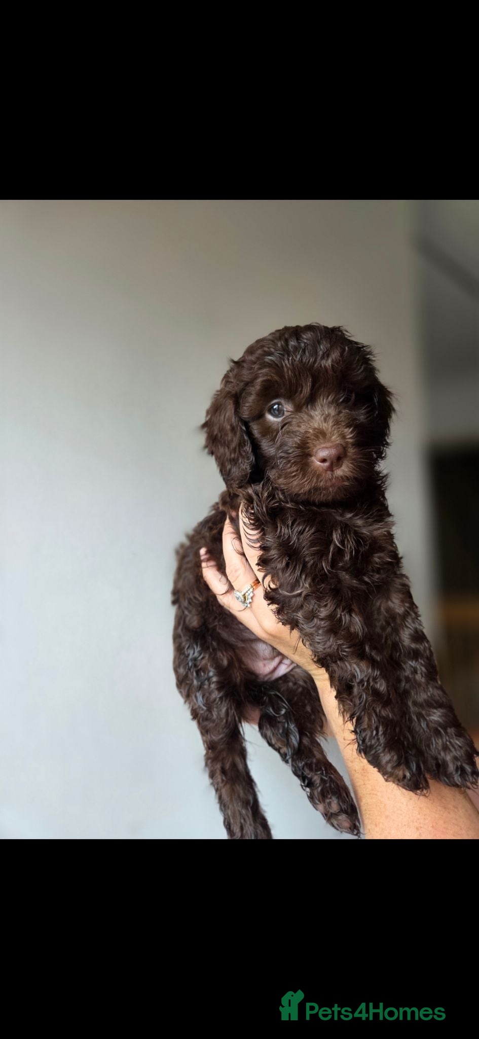 Cockapoo dogs F2 cockapoo puppies  - Advert 6